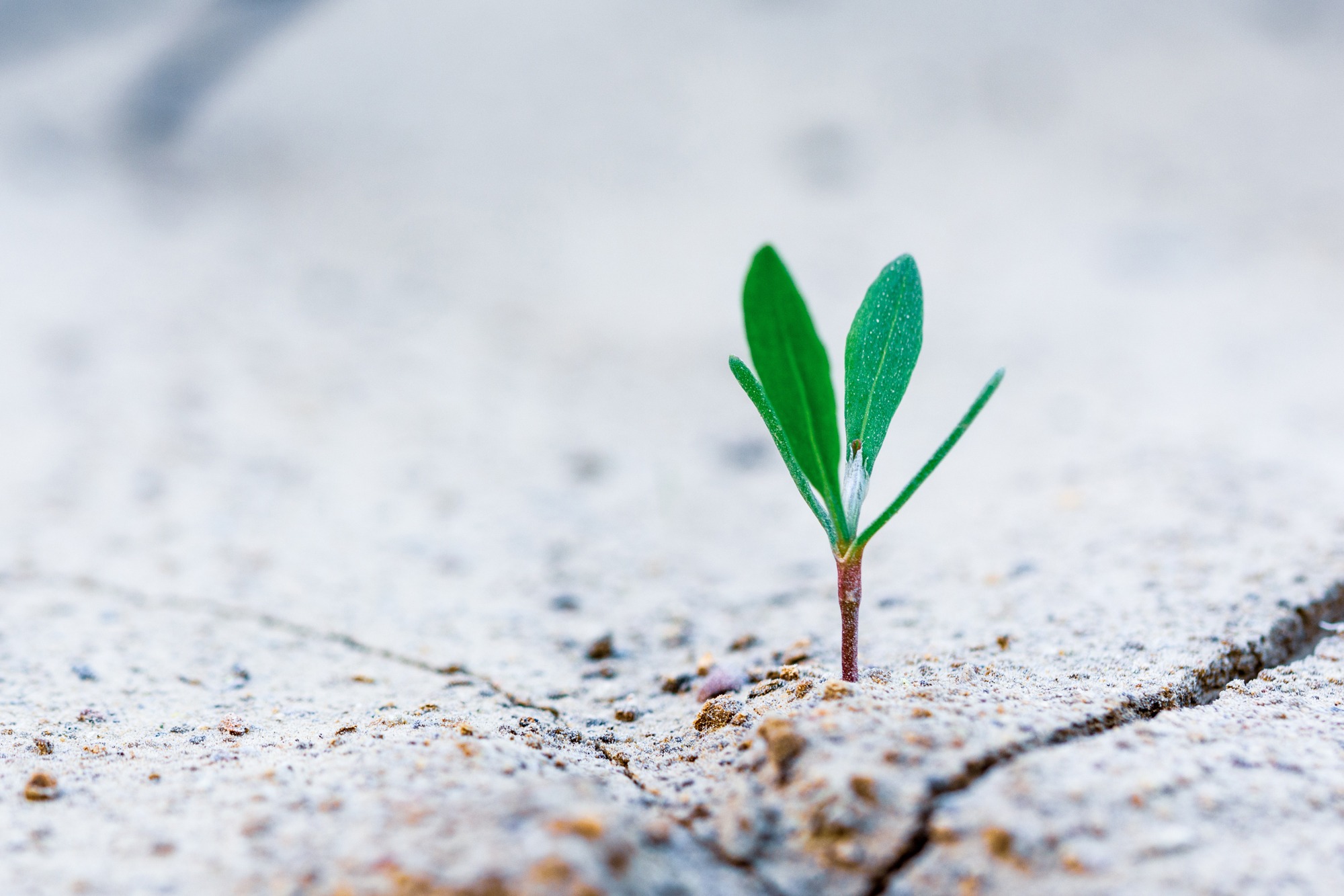 Small plant growing through cracked concrete, symbolizing business growth and financial health.
