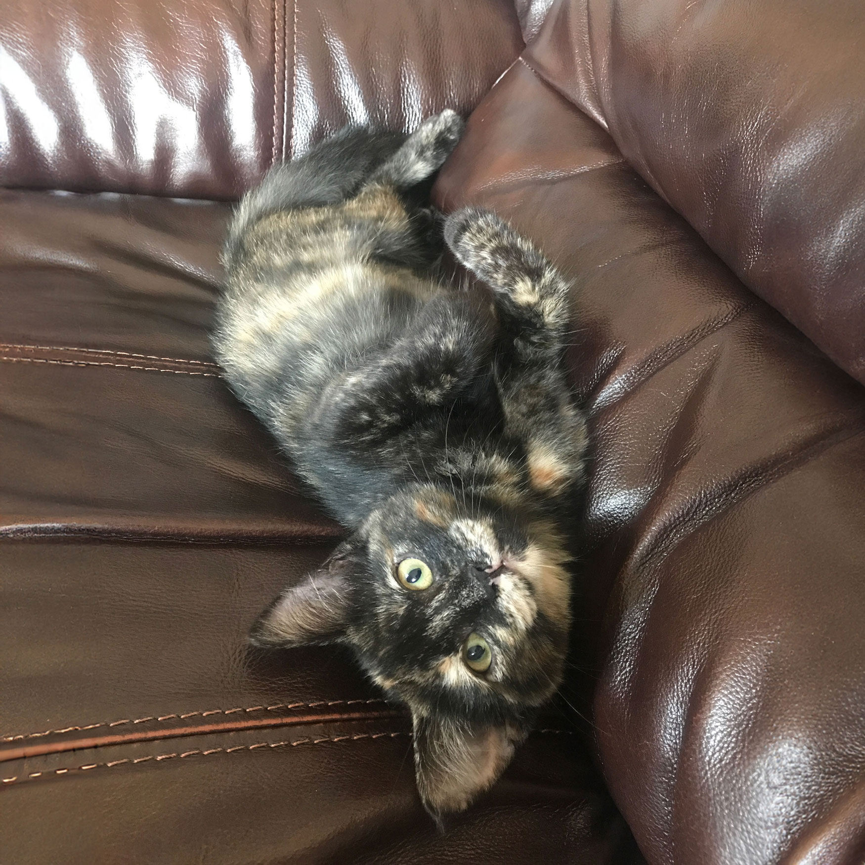Sofia's cat playfully relaxing on a brown leather couch, reflecting her personal interests.